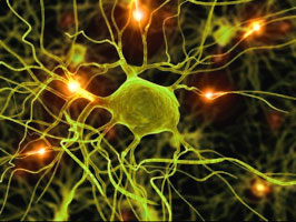Brain Cells