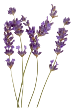 Lavender - Anti-viral, Anti-bacterial