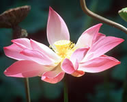Pink Lotus